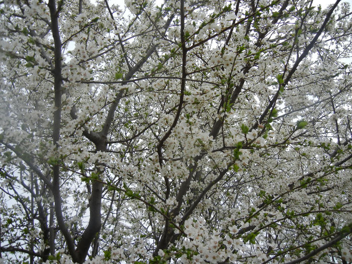 Cherry Plum Blossom (2014, March 28) - Cherry Plum Tree_Corcodus