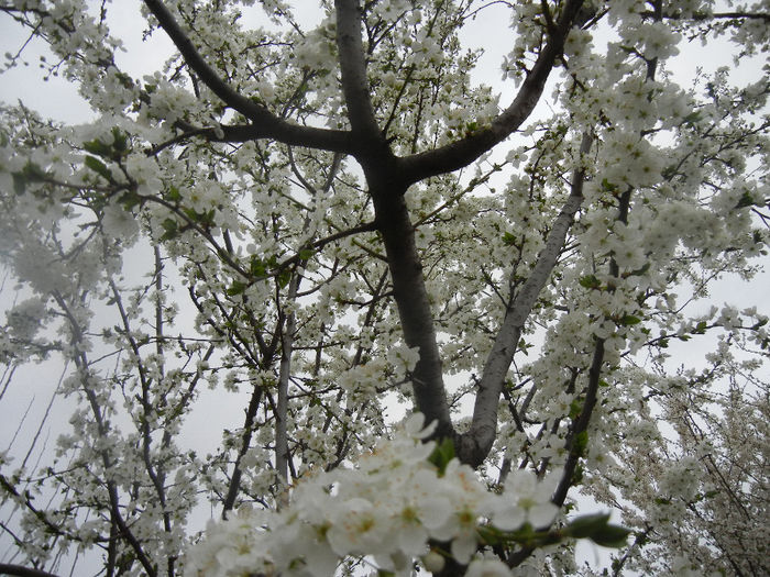 Cherry Plum Blossom (2014, March 28) - Cherry Plum Tree_Corcodus