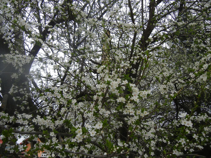 Cherry Plum Blossom (2014, March 28) - Cherry Plum Tree_Corcodus