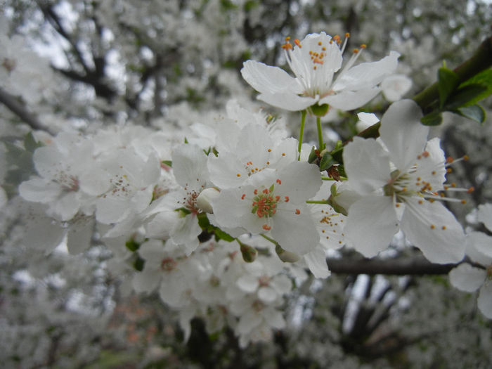 Cherry Plum Blossom (2014, March 28) - Cherry Plum Tree_Corcodus