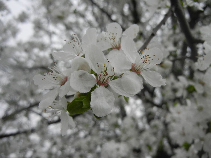 Cherry Plum Blossom (2014, March 28)