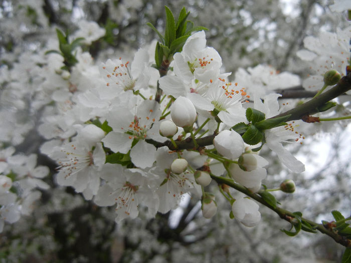 Cherry Plum Blossom (2014, March 28) - Cherry Plum Tree_Corcodus