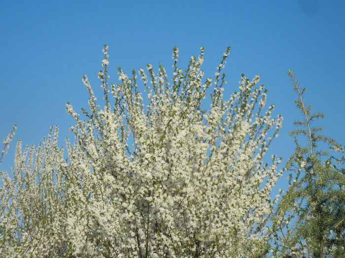 Cherry Plum Blossom (2014, March 30) - Cherry Plum Tree_Corcodus