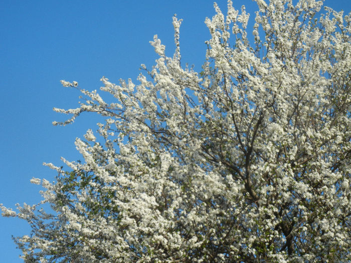 Cherry Plum Blossom (2014, March 30)