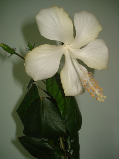 DSC07578 - HIBISCUS 2014