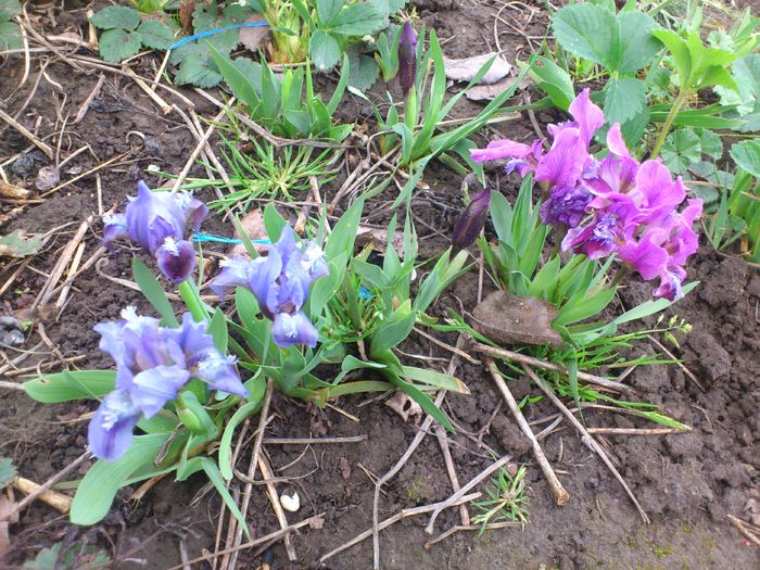 DSC_4043 - IRISI PITICI 2014