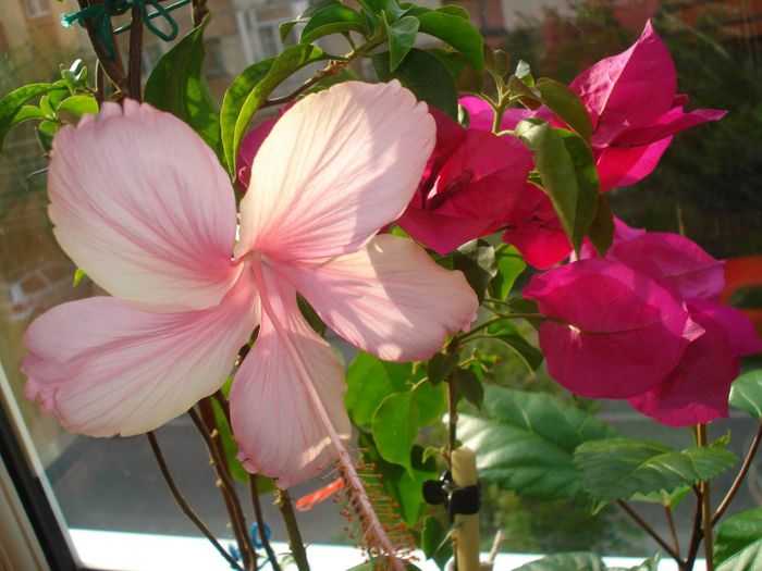 DSC07583 - FLORI 2014