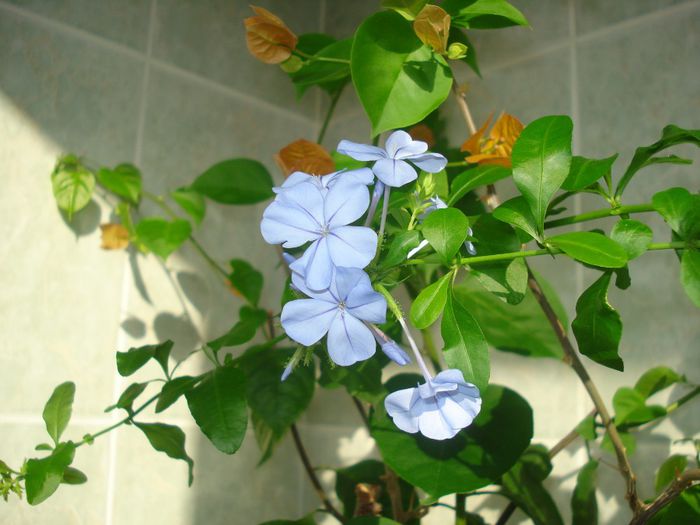 DSC07587 - FLORI 2014