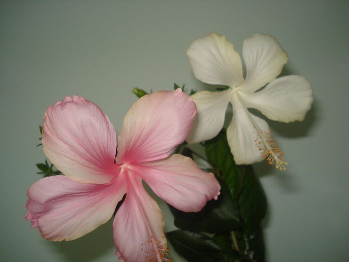DSC07570 - FLORI 2014
