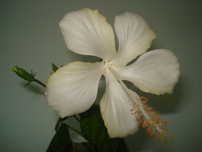 DSC07573 - FLORI 2014