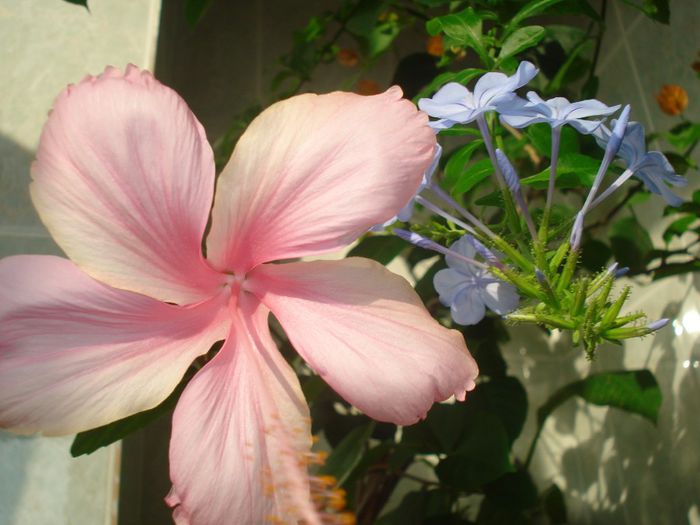 DSC07581 - FLORI 2014