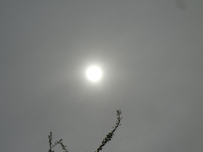 Spring Sun (2014, March 25)