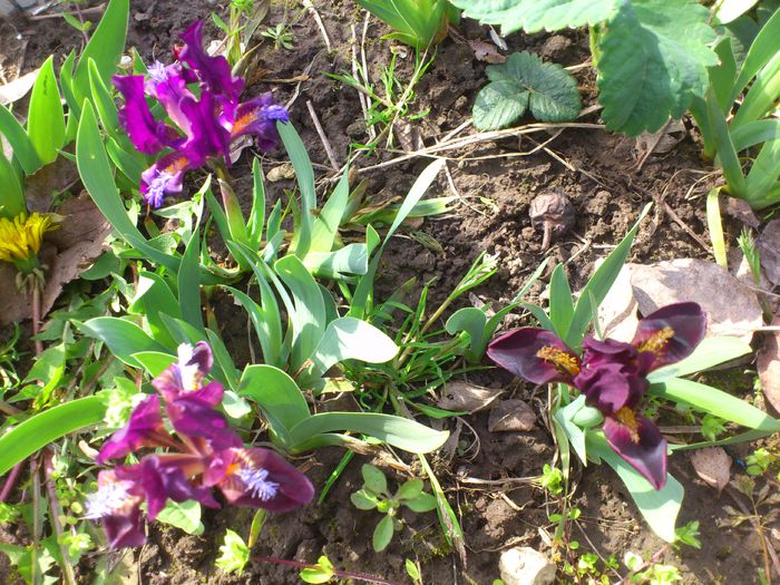 DSC_4063 - IRISI PITICI 2014