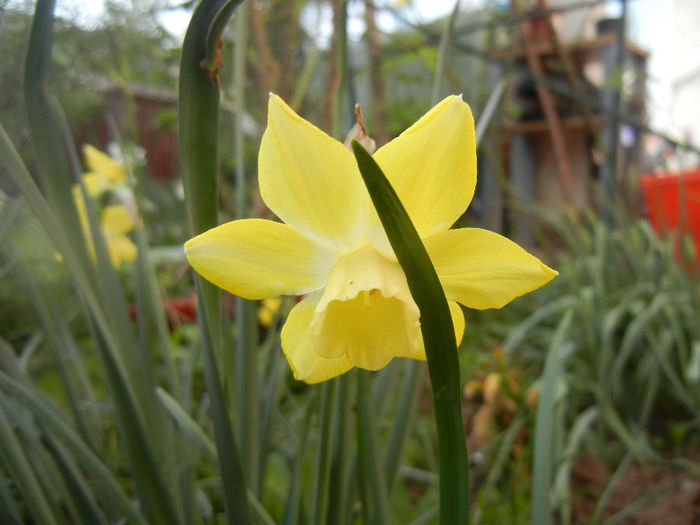 Narcissus Pipit (2014, April 04) - Narcissus Pipit