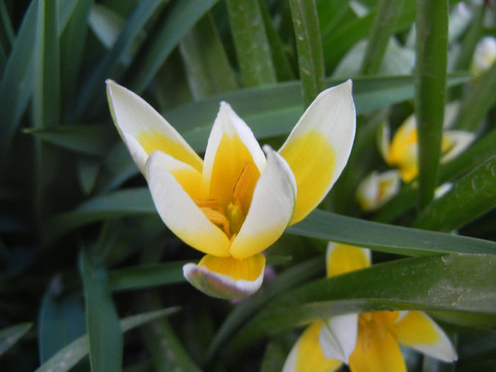 Tulipa Tarda (2014, April 07)