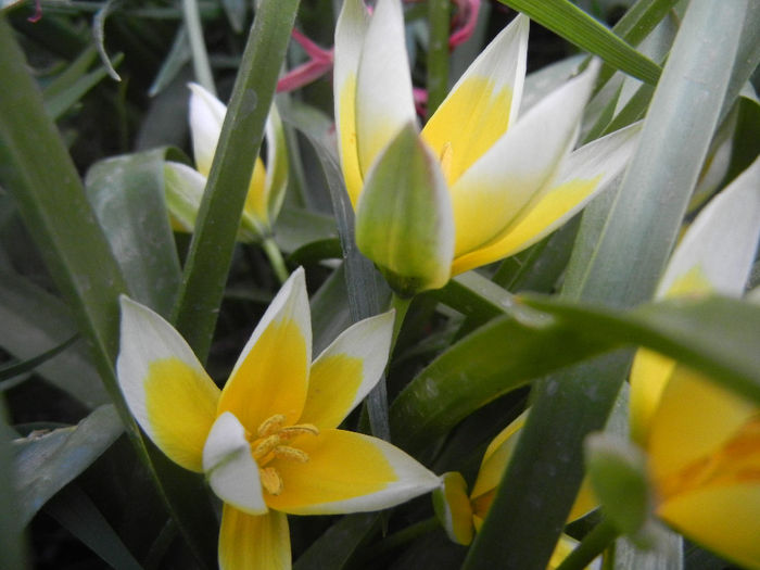 Tulipa Tarda (2014, April 07)