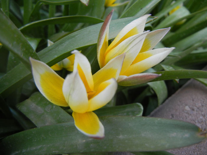 Tulipa Tarda (2014, April 07) - Tulipa Tarda
