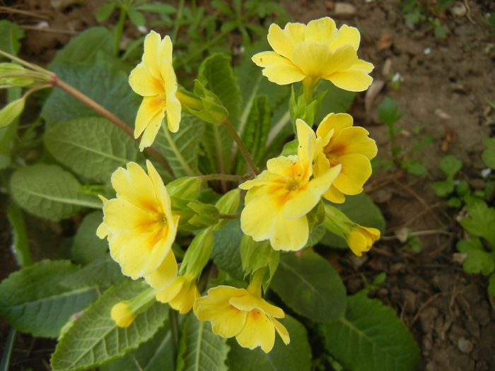Primula polyanthus Yellow (2014, Apr.04)