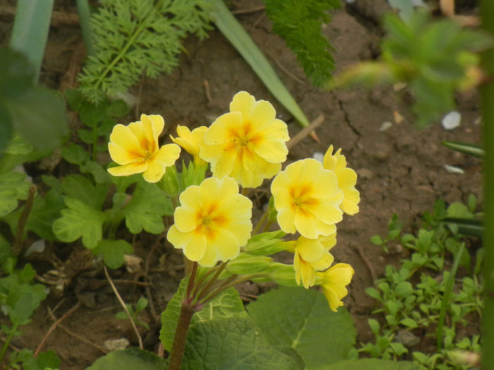 Primula polyanthus Yellow (2014, Apr.04) - Primula polyanthus Yellow