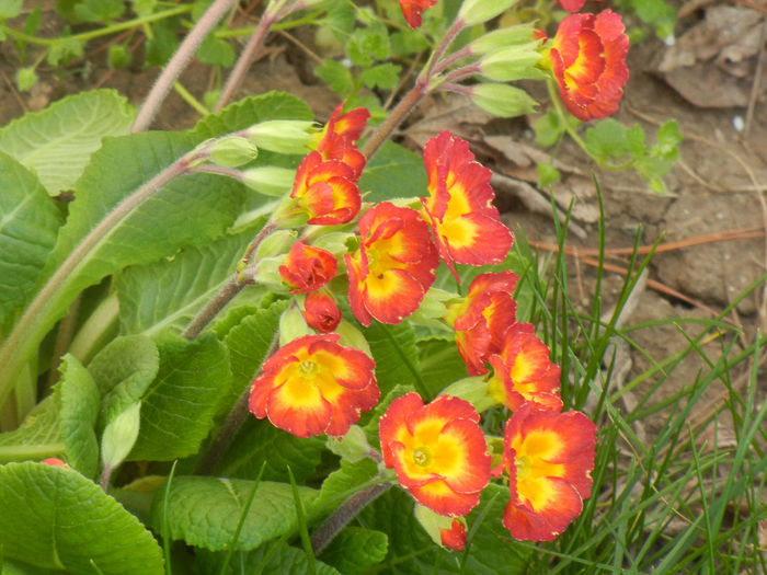 Primula polyanthus Red (2014, April 04)