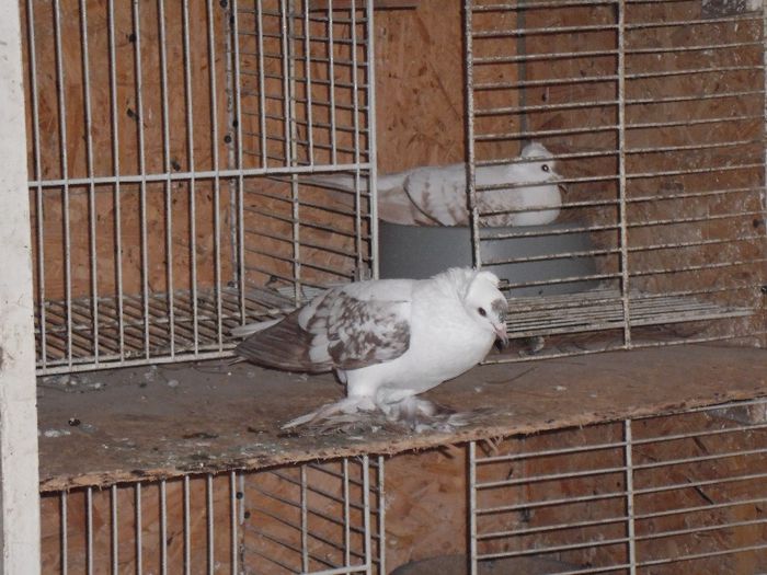 randunica cu musca_2