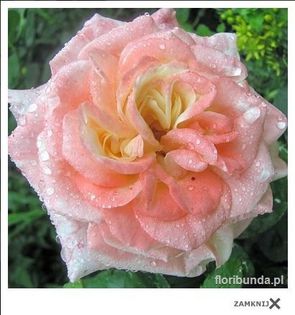 Trynidad; trandafir trinidad - Interplant
