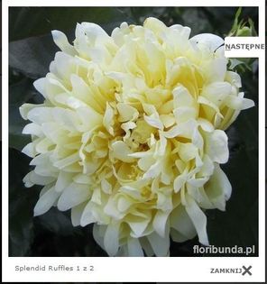 Splendid Ruffles; trandafir Splendid Ruffles - Interplant
