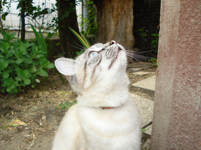 DSC05764 - si pisiceii