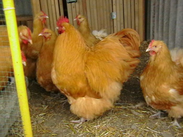 IMGA0704 - G ORPINGTON GALBEN