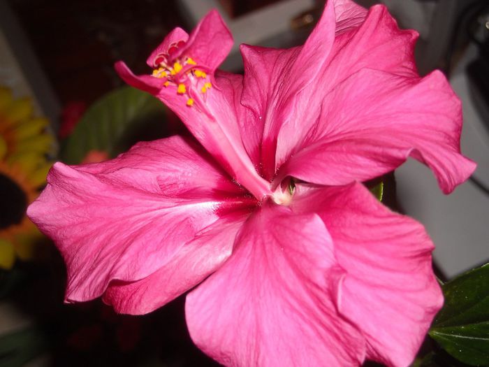 Un pitic...voinic :)