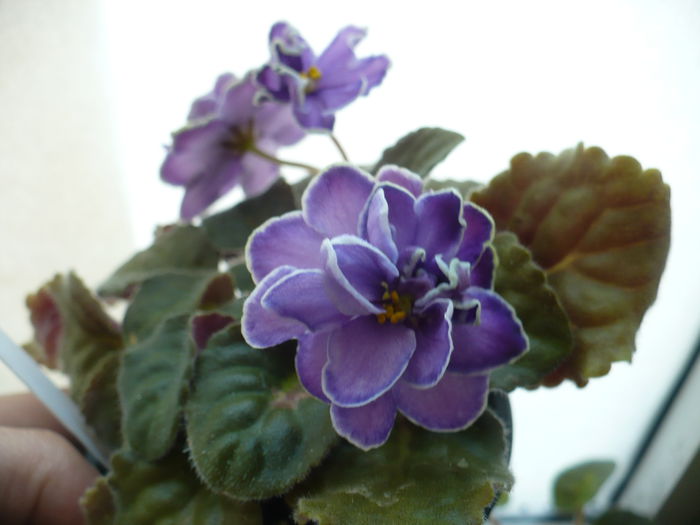 King's Treasure - Primele violete