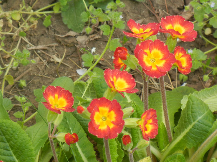 Primula polyanthus Red (2014, April 04) - Primula polyanthus Red