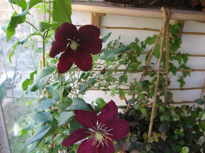 Clematis Niobe