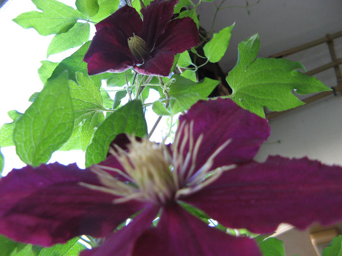 Clematis Niobe