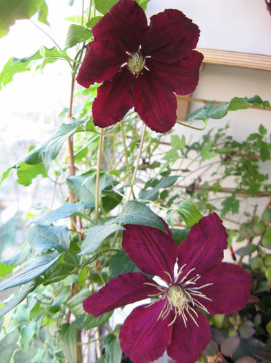 Clematis Niobe