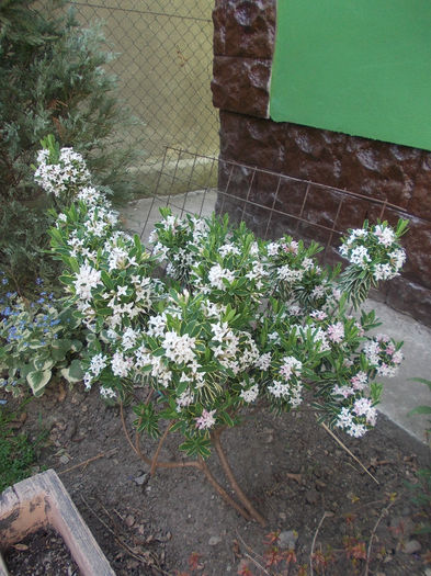 daphne arbuscula variegata - 2014