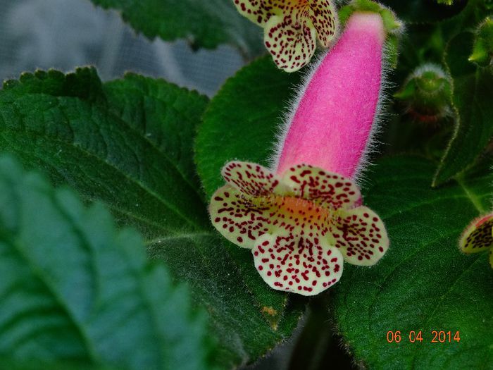 DSC01700 - Plante in ghiveci 2014
