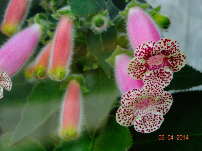 DSC01699 - Plante in ghiveci 2014