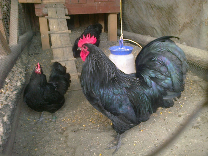 austr ab 007 - 03 AUSTRALORP negru