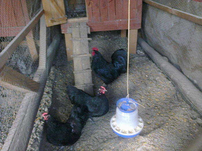 austr ab 009 - 03 AUSTRALORP negru