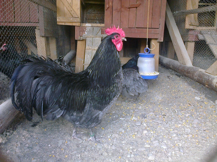 austr ab 004 - 03 AUSTRALORP ALBASTRU