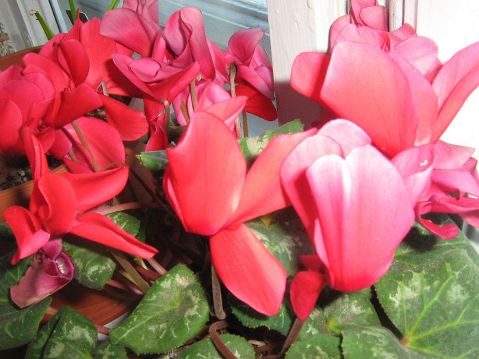 kalanchoe si ciclame. 001 - Florile mele