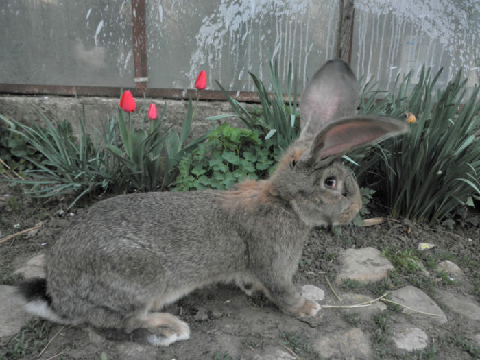 P4080054; mascul 4 luni
