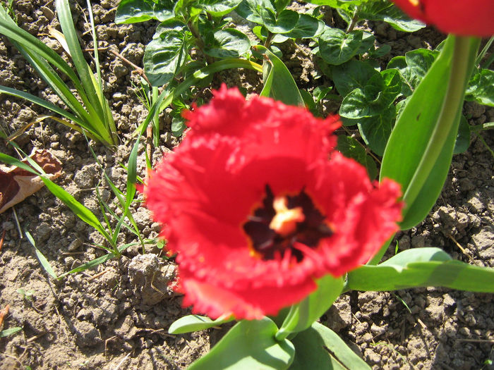 lalele si miozotis 004 - In gradina mea