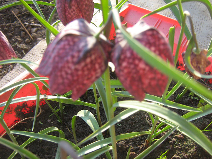 laleaua pestrita - fritillaria meleagris