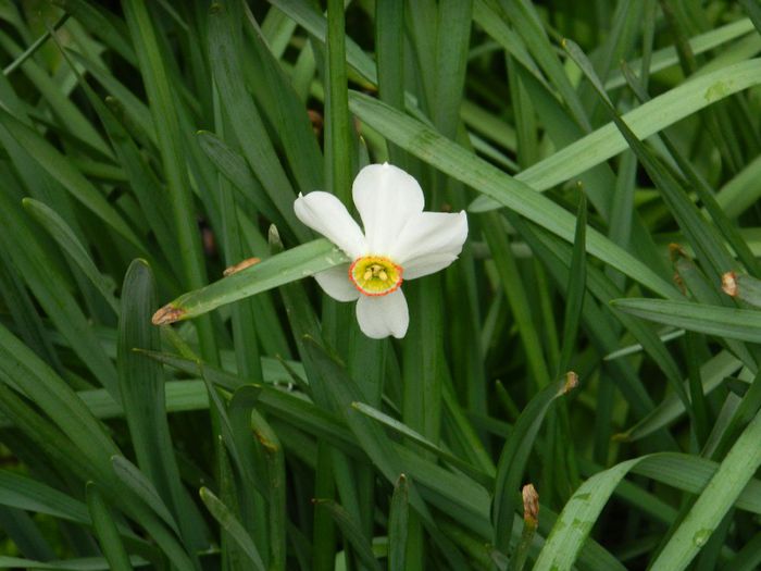 DSCN5861 - APRILIE 2014
