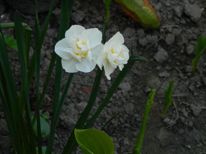 DSCN5976 - APRILIE 2014