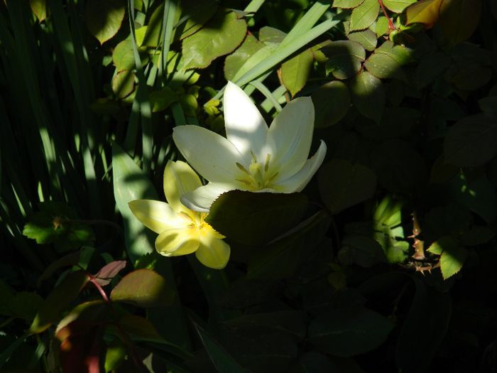 DSCN5987 - APRILIE 2014