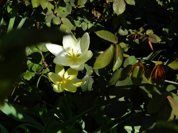 DSCN5988 - APRILIE 2014