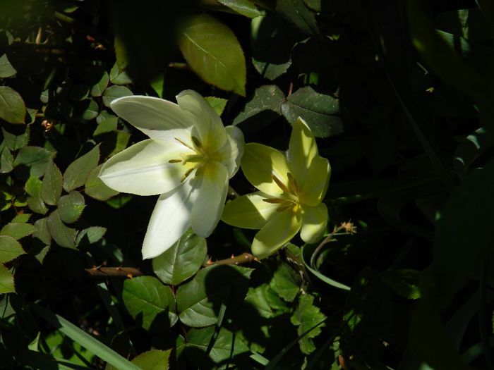 DSCN5990 - APRILIE 2014